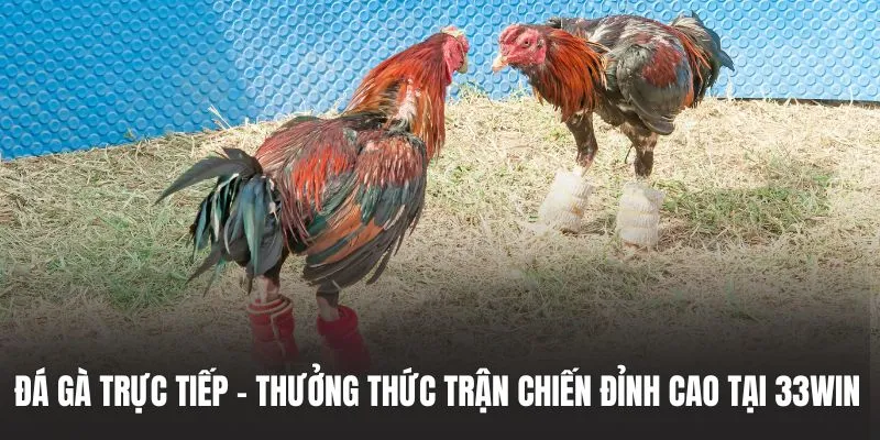 xem đá gà trực tiếp
