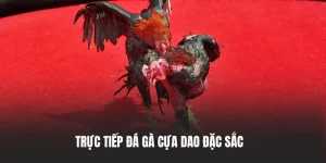 trực tiếp đá gà cựa dao tại mu88