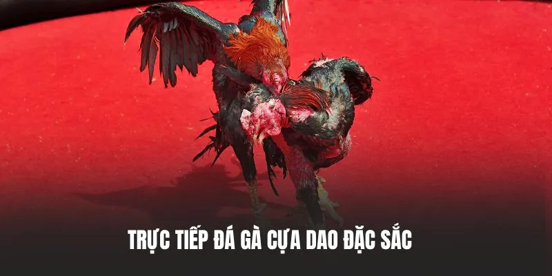 trực tiếp đá gà cựa dao tại mu88
